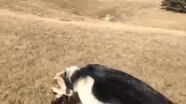 German Shepard Encounter With Coyote.