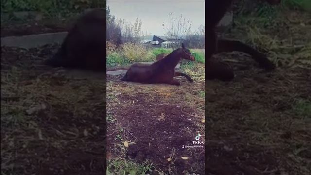 Орловская порода лошадей смотреть онлайн