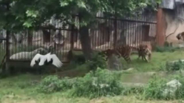 Журавль попал в вольер к тиграм. Дальше произошло ужасающее! смотреть онлайн