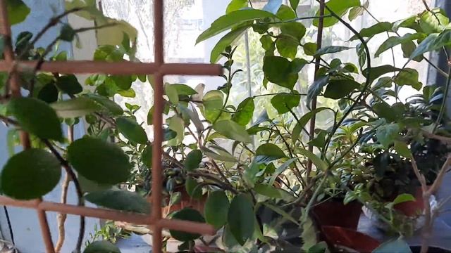 Знакомьтесь - мои комнатные, цветущие растения, цветы. Небольшой балконный обзор. смотреть онлайн