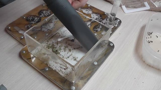 КАК МЫ ЧИСТИЛИ НАШ ФОРМИКАРИЙ. смотреть онлайн