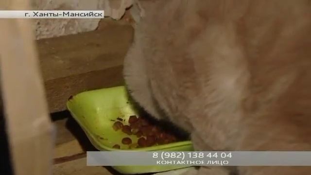 01.02.17 Черно-белая кошка ищет хозяина. Автор - Мария Пшеничная смотреть онлайн