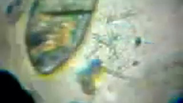 Одноклеточные под микроскопом смотреть онлайн