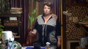 Пальма Ховея ( Кентия). Неприхотливые  Пальмы ДЛЯ КВАРТИРЫ.