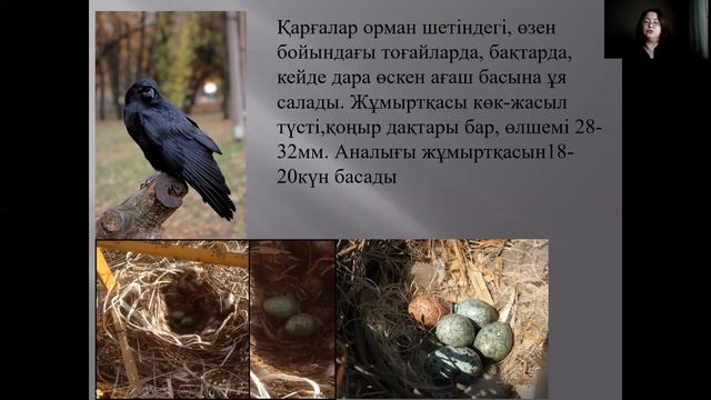 Дәріс тақырыбы: Құстарды зерттеу әдістері смотреть онлайн