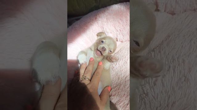 Эмин длинношерстный мальчик чихуахуа продажа лиловый Симферополь Крым Кастропуло смотреть онлайн