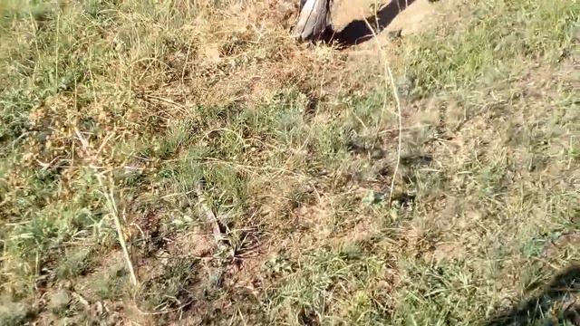 гибель акации смотреть онлайн