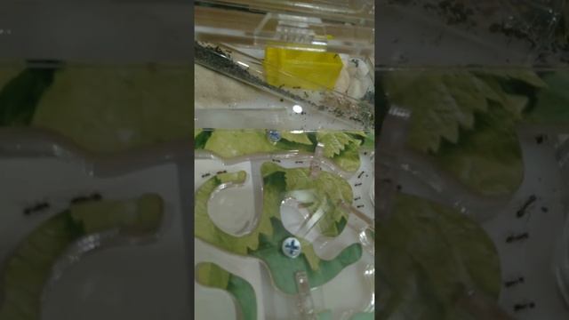 Бенгальский кот и мурåвьи?? смотреть онлайн