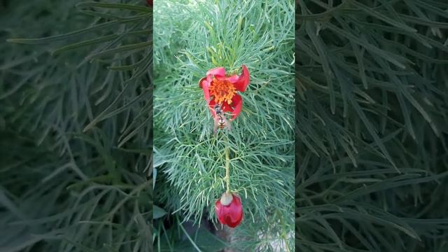 Лазоревый цветок ? смотреть онлайн