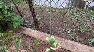 Лук Суворова/ Лечебный/ Второй год посева.