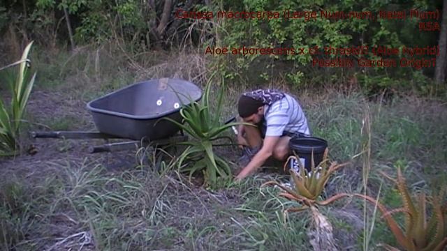 Day 343 - Carissa macrantha, and a multitasking aloe. смотреть онлайн