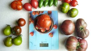 Вкусный и сладкий сорт томата Двойной Восторг Дона.