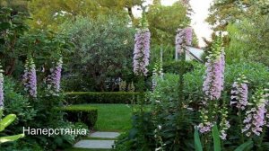 ТОП-10 высокорослых многолетних растений для заднего плана цветника: описание,фото.