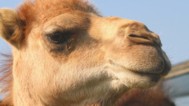 13 Unbelievable Record Setting Animals смотреть онлайн