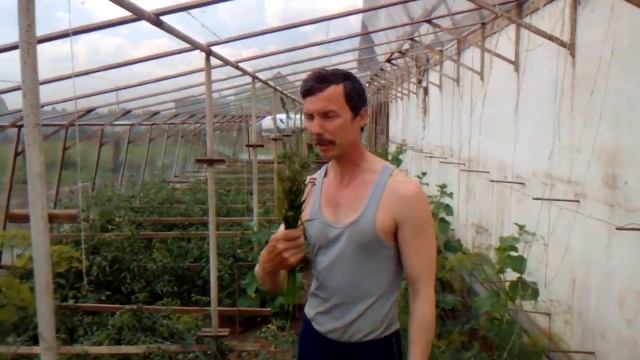 Опыление томатов в теплицах смотреть онлайн