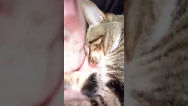 Time for daily purr pal. смотреть онлайн