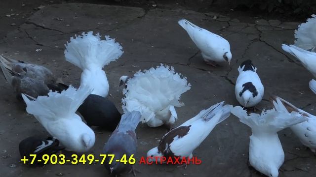 Продаются Бакинские голуби в Астрахани! смотреть онлайн