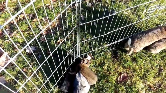 Выгул крольчат на газоне. Кролики в вольере. Крольчиха с крольчатами. Кролиководство. смотреть онлайн