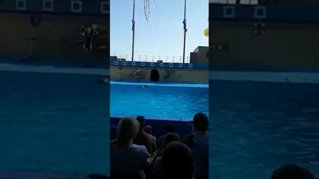 Дельфины класс смотреть онлайн