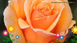 Роза чайно-гибридная Вуду. Краткий обзор, описание характеристик, где купить саженцы Voodoo