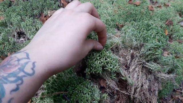 Мох СФАГНУМ.Поездка за мхом в лес.Сентябрь 2019 год. смотреть онлайн