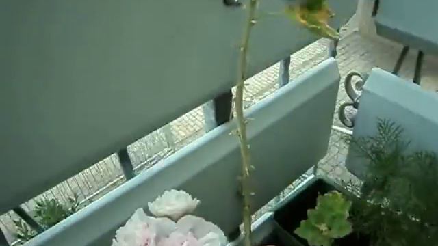 Bunga Hollyhock смотреть онлайн