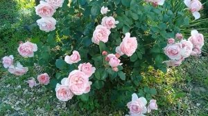 Роза Сувенир де Луи Амад.раскошная розка,ароматная.