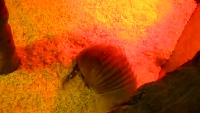 броненосец