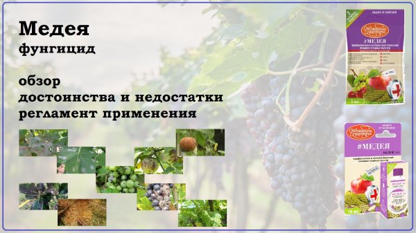 Обзор на фунгицид Медея