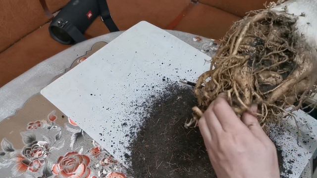 Адениум. Мега подвой. Пересадка. смотреть онлайн