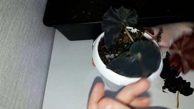 (1 ЧАСТЬ)КОМНАТНЫЕ РАСТЕНИЯ.(ЦВЕТЫ)РАБОТА С БЕГОНИЯМИ. смотреть онлайн