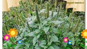 Шалфей испанский. Краткий обзор: Шалфей испанский описание характеристик, где купить семена salvia