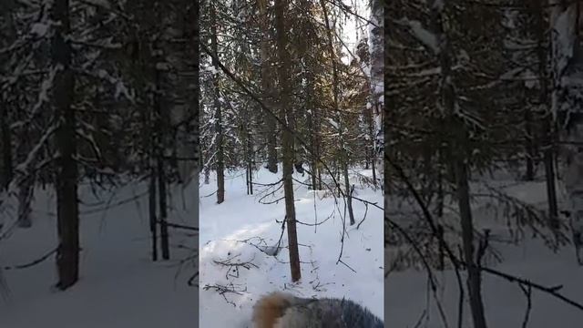 ОЧЕРЕДНОЙ ТРОФЕЙ. ВОЛК В КАПКАНЕ__ ANOTHER TROPHY. THE WOLF IN THE TRAP.mp4