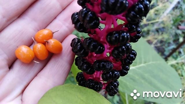 Осенние работы и красоты.Малина, спирея, фитолакка и цветы смотреть онлайн