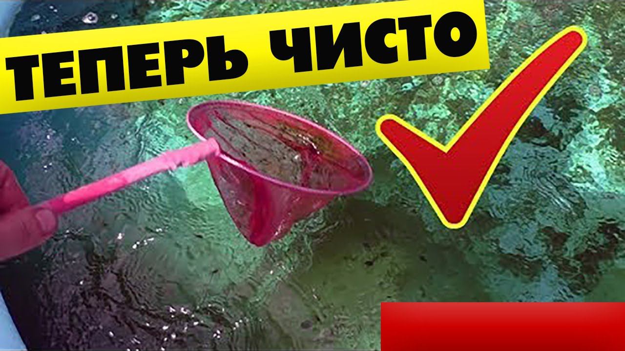 Зацвел бассейн, как очистить бассейн от зелени смотреть онлайн