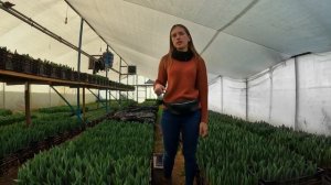 Секреты выгонки Тюльпанов/Сроки цветения/температура/ ускорение и замедление рост/циркуляция воздух