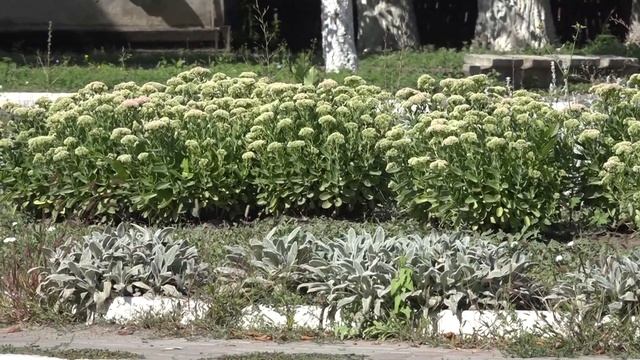 Иксодовые клещи