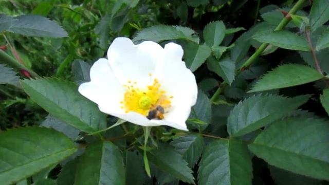 Путешествия с Домашними Питомцами