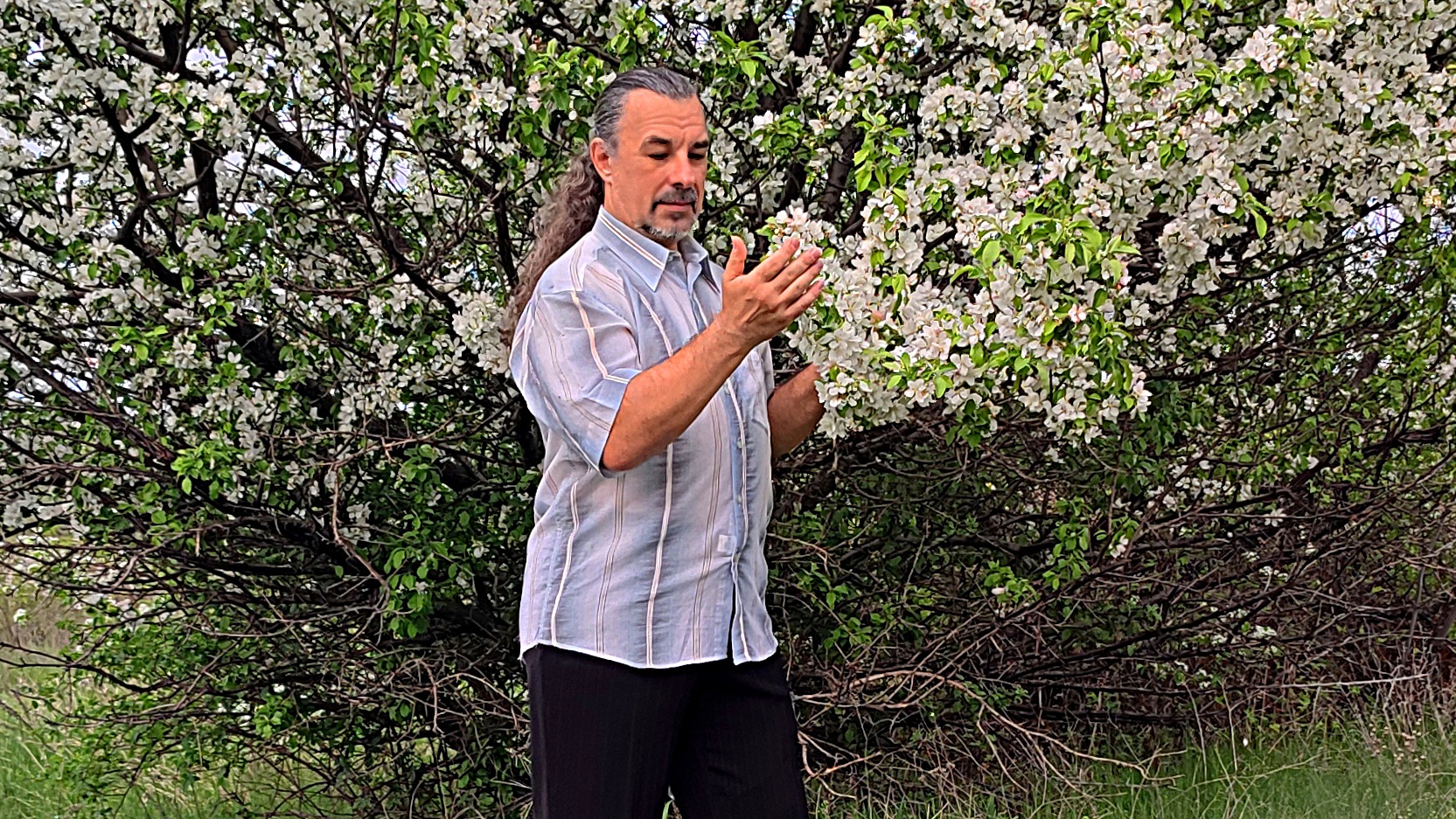 Яблони в цвету смотреть онлайн