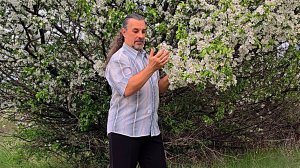 Яблони в цвету