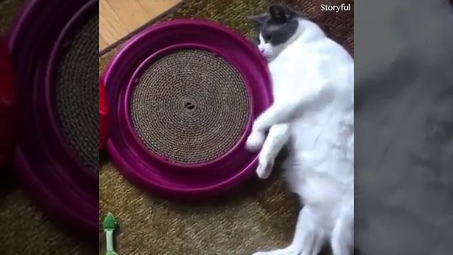 плохие кошки смотреть онлайн