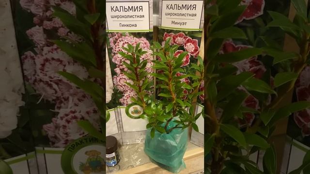 Кальмия. Особенности ухода #shorts смотреть онлайн