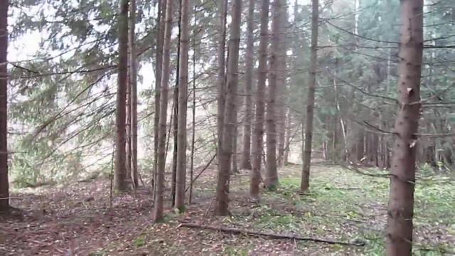 Охота с Айком  Осень 13-го.