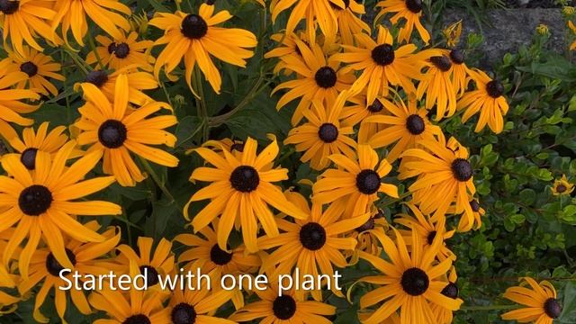 "Black Eyed Susan" Goldsturm Rudbeckia In Blooms - August смотреть онлайн