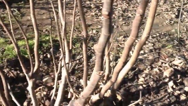 Обрезка инжира. неурожайные кусты. часть 1 смотреть онлайн