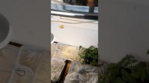 Мини парник на балконе.