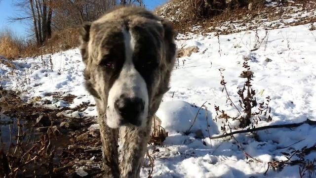 Алабай на прогулке и немного ОКД (общий курс дрессировки в спокойном режиме) смотреть онлайн