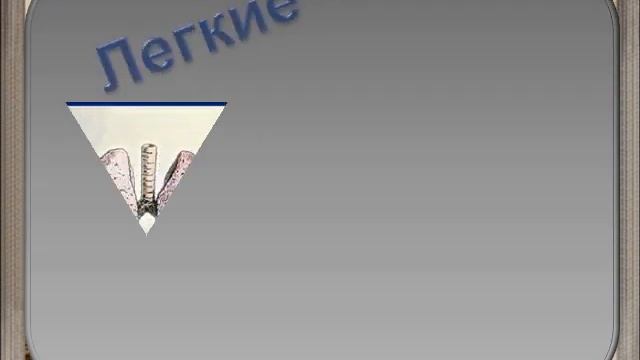 Газообмен в лёгких и тканях1.AVI смотреть онлайн