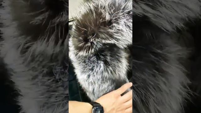 шубки из меха бобрика смотреть онлайн