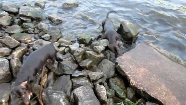 Таксы в воде смотреть онлайн